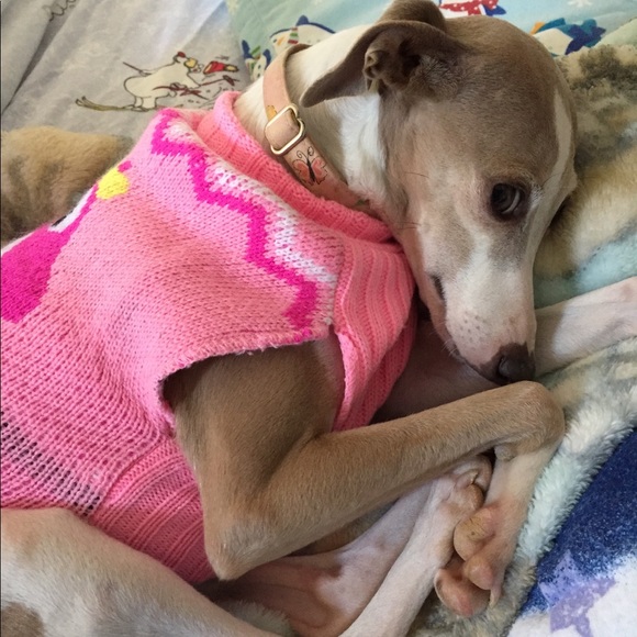 Meet me and my and my 2 iggies!💕 - Picture 3 of 4